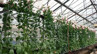 Parmi les nombreuses expérimentations menées au Scradh (désormais Astredhor Méditerranée) à Hyères (83) figurent notamment le lisianthus hors sol. ©O.Maillard